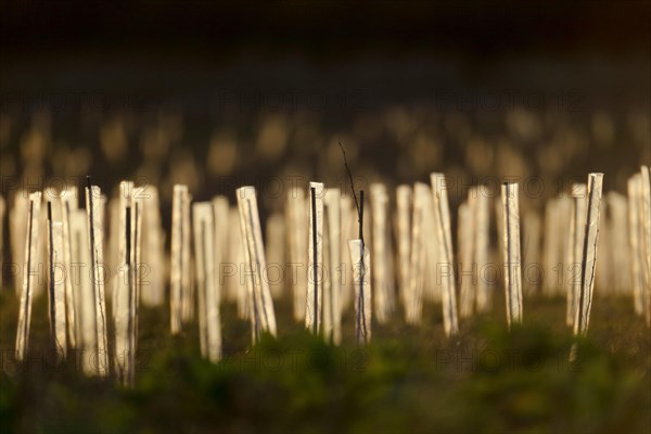 Newly planted tree saplings protected with plastic sleeves in evening sunlight