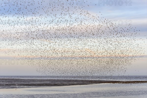 Red knot