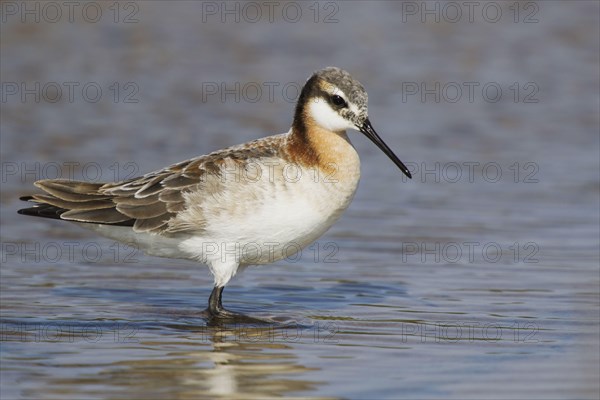 Wilson's Phalarope