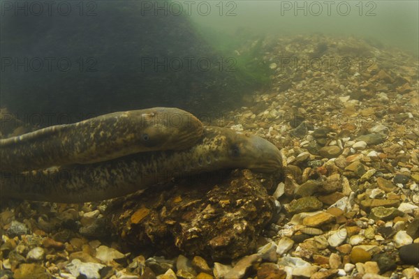 Sea Lamprey