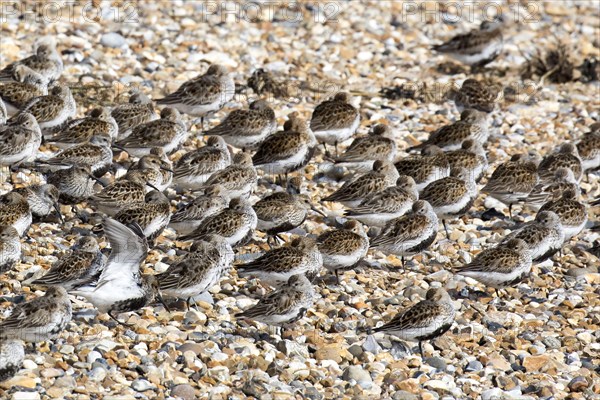 Dunlin flock in summer plumage on pebble spit on Scolt Head Island