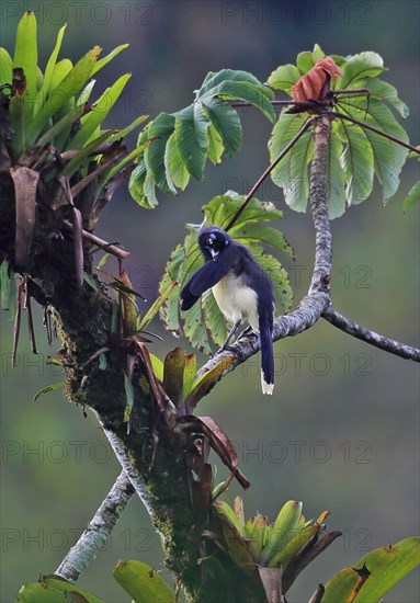 Black-chested Jay