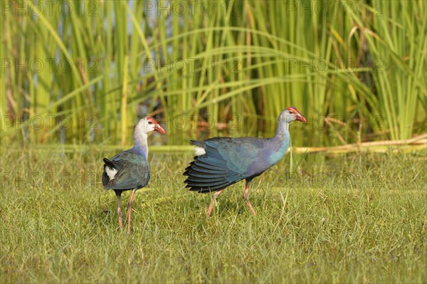 Grey-headed Swamphen