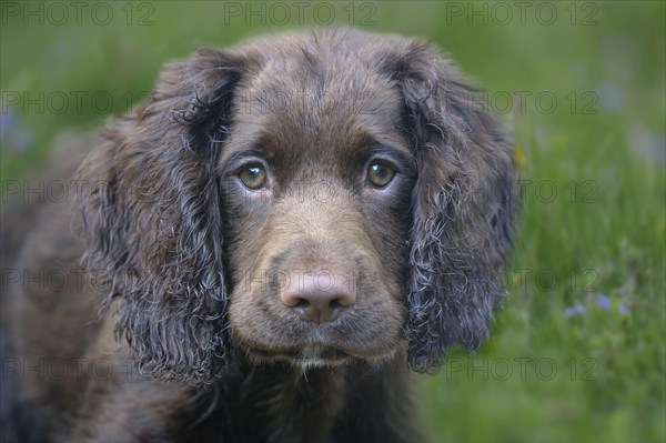 English Cocker Spaniel