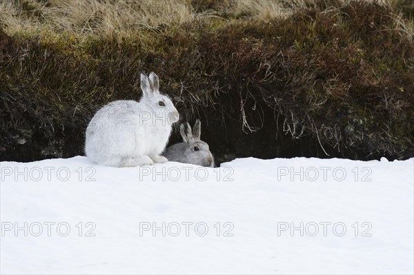 Mountain Hare