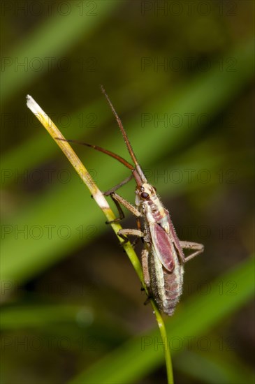 Meadow Plant Bug