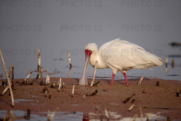 African Spoonbill