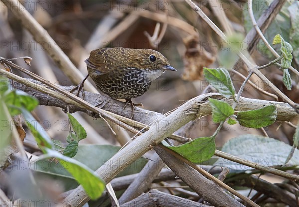 Scaly-breasted wren-babbler