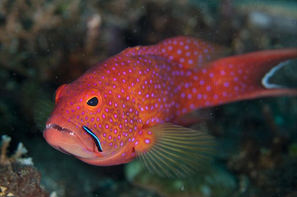 Lyre-tail grouper