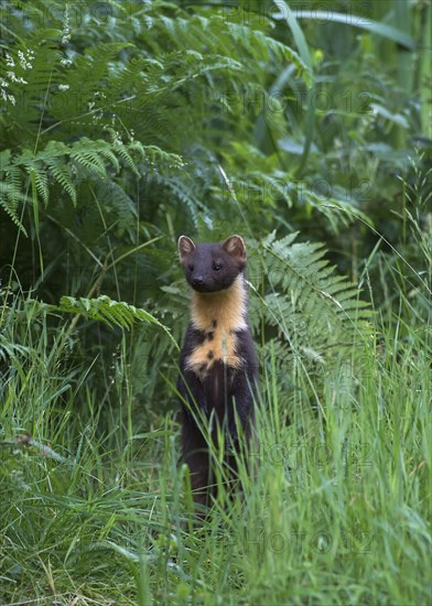 Pine Marten