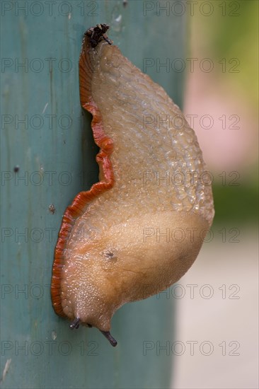 Spanish slug