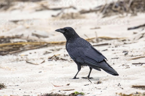 American Crow