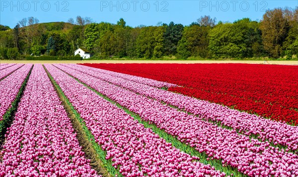 Flowering tulip fields