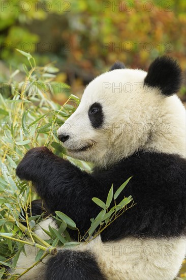 Giant Panda