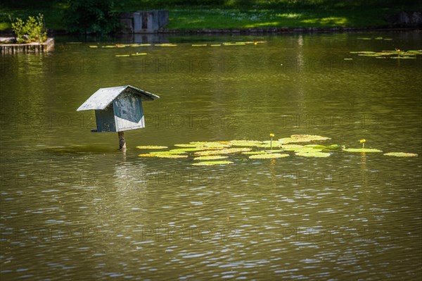 Goldfish Pond