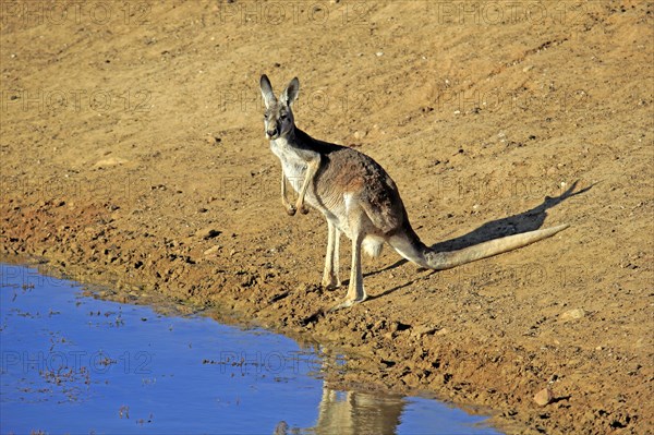 Red kangaroo