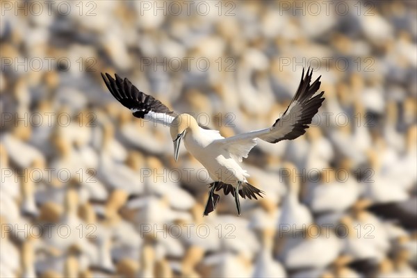 Cape Gannet