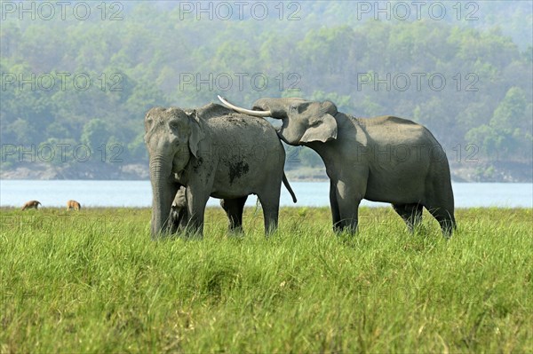 Asian indian elephant