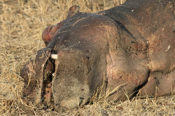 Hippopotamus