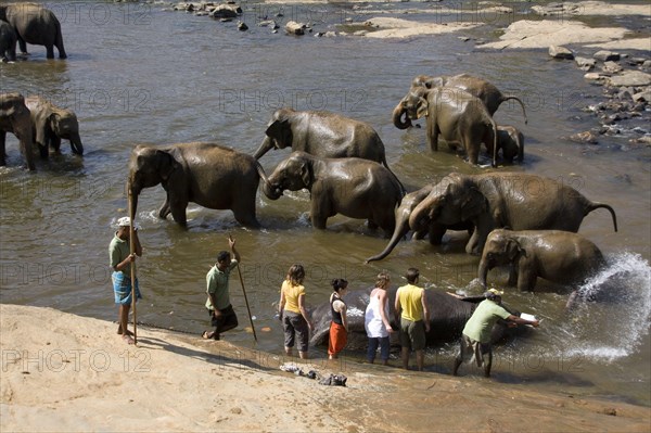 Asian Elephant