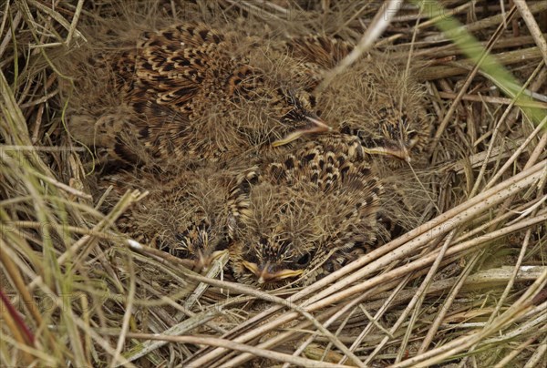 Eurasian skylark