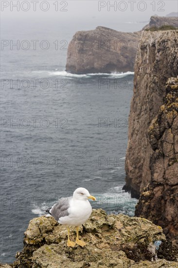 Yellow legged Gull