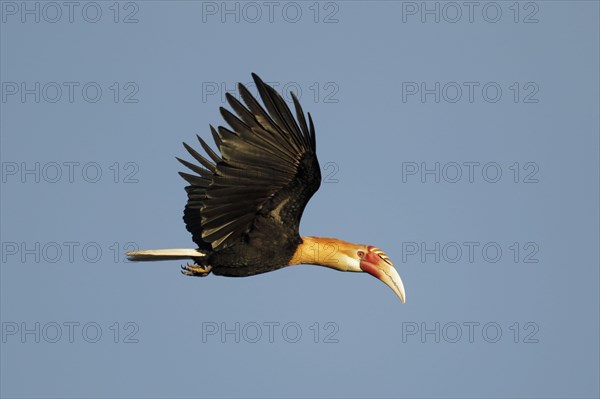 Blyth hornbill