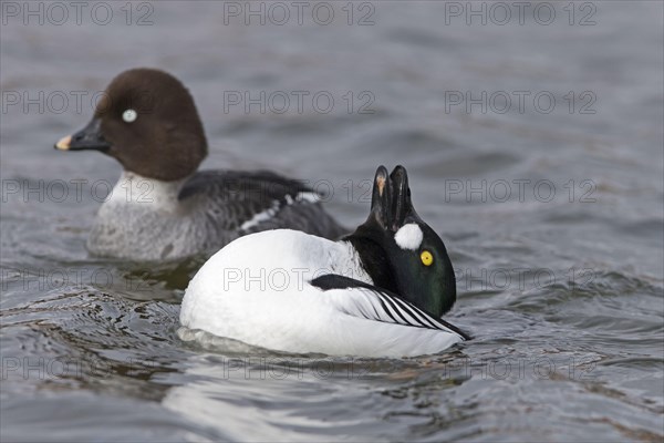 Common goldeneye