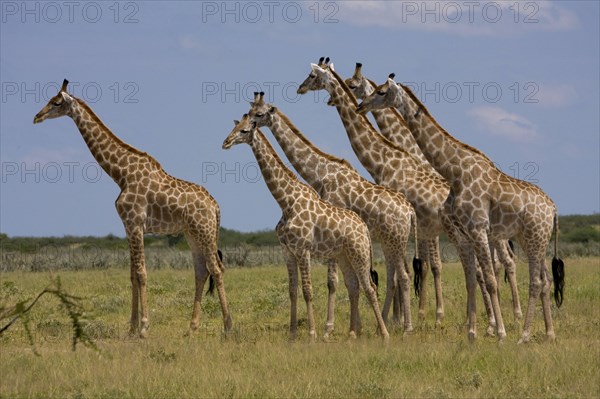 Giraffes