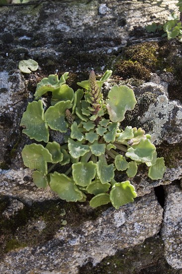 Navelwort