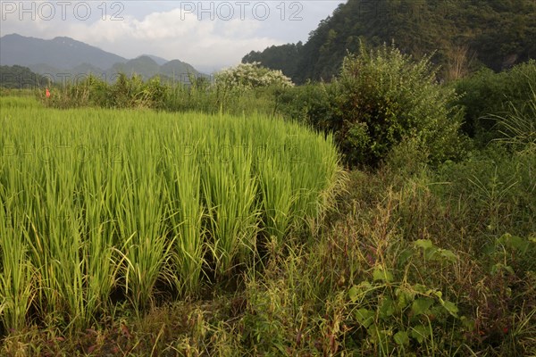 Asian rice