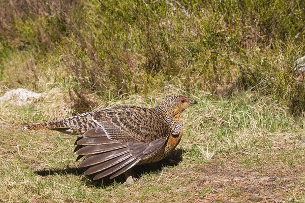 Western Capercaillie