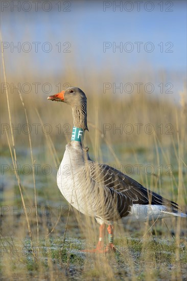 Greylag goose