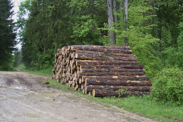 Log pile in woodland