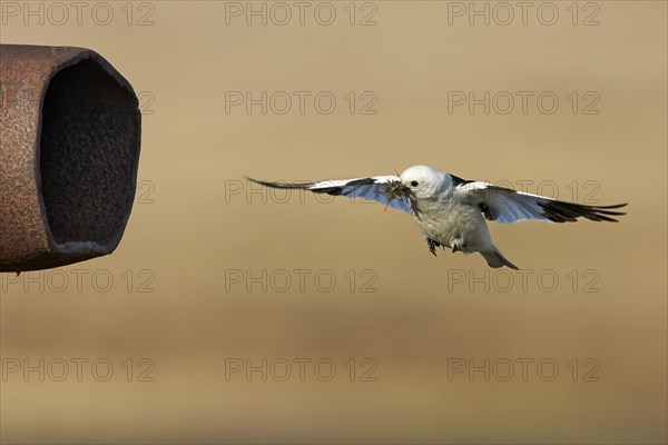 Snow bunting