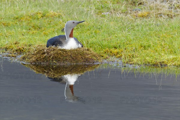 Red-throated diver