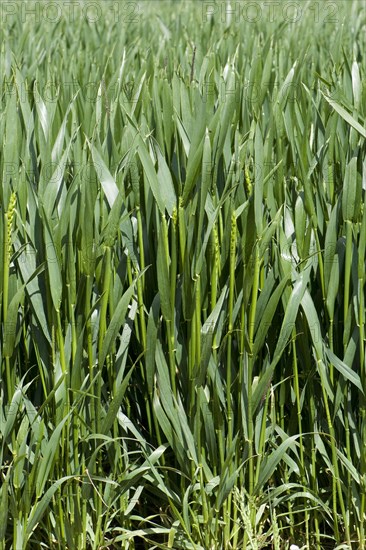 Winter wheat crop between stage 45 in the boot but with some ears at stage 50