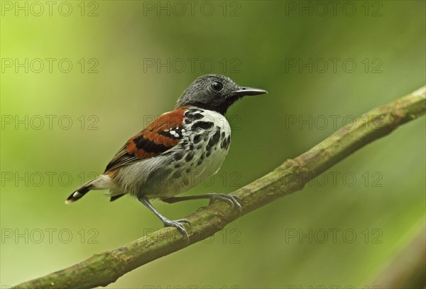 Spotted Antbird