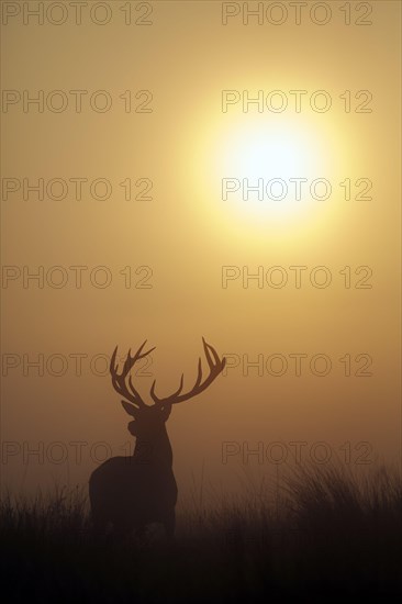 Red deer