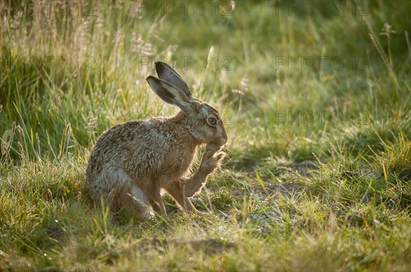 European hare