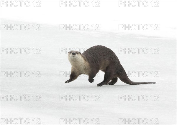 North American River Otter