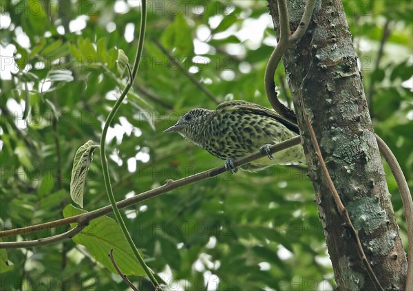 Sharpbill