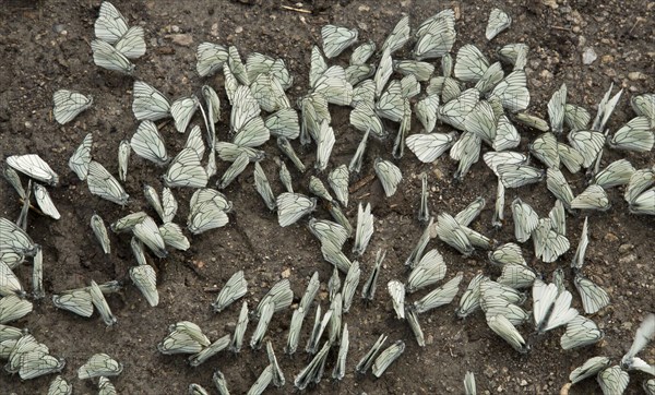 Black-veined White