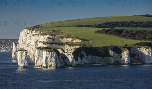 High chalk sea cliffs and stacks