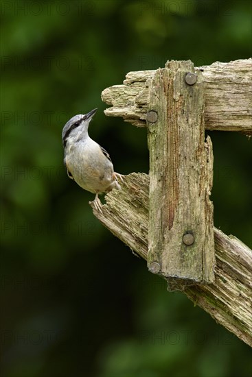 Eurasian eurasian nuthatch