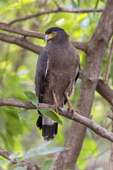 Crested serpent eagle