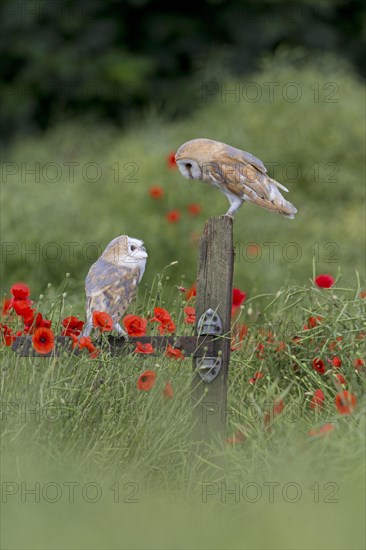 Common barn owl