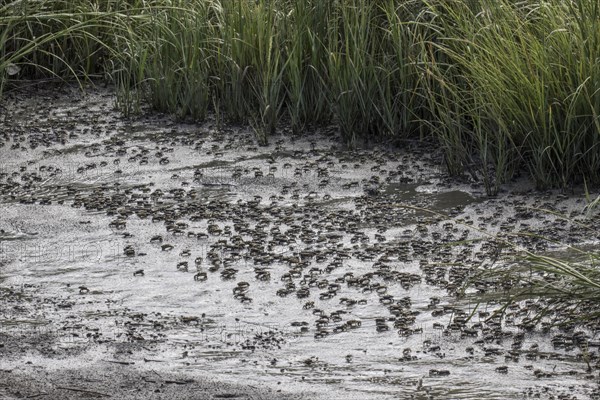 Mud Fiddler Crabs