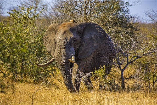 African elephant