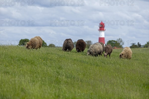 Norwegian sheep on the dike